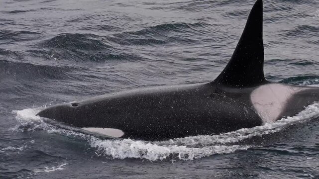 A sleek orca fin emerges from the water in slow motion, showcasing ocean movement
