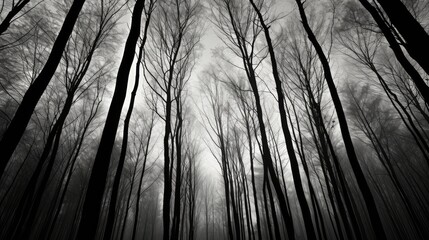 contrast black and white trees