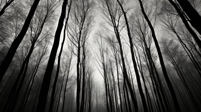 contrast black and white trees