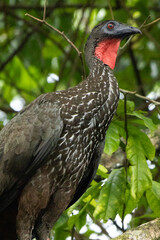 Pava Crestada Costa Rica