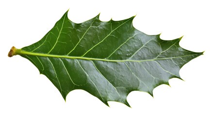 Fototapeta premium Holly leaf on transparent background, botanical study concept