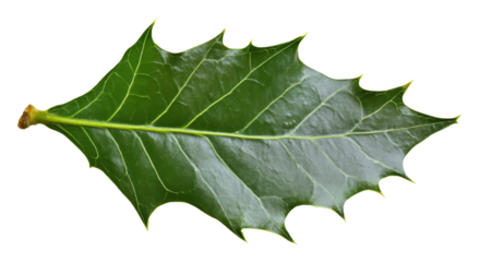 Holly leaf on transparent background, botanical study concept