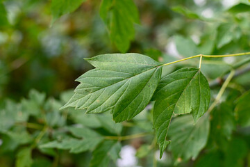 Box Elder Maple Leaves