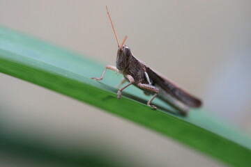 beautiful brown grasshopper on a pandan leaf