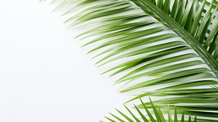 Obraz premium exotic palm leaves invitation