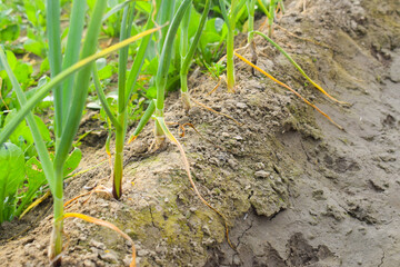 The leaves of green onions are affected by the pest onion fly and turned yellow. A field of onions. Green onions. Growing vegetables, onion harvest. Agriculture.Fresh green garlic plants growing