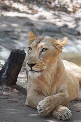 Fototapeta premium lion in the zoo