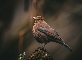 Close-up of a brown bird perched on a mossy rock.