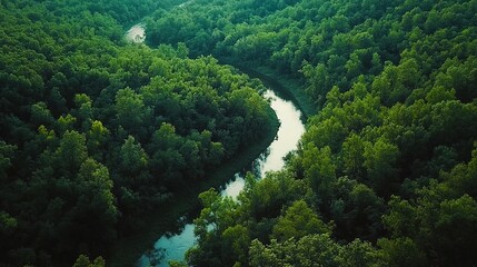 Aerial View of a River Winding Through Lush Green Forest