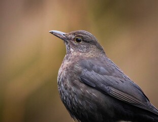 Close-up of a brown bird with detailed feathers.