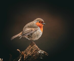 European robin with vibrant orange breast.