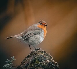 European robin on a mossy branch.