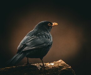 Blackbird Perched on Log
