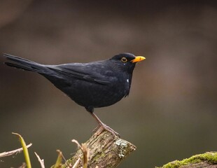 Blackbird on a mossy branch