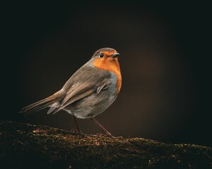European robin on a mossy branch