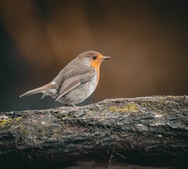 European robin on a mossy log