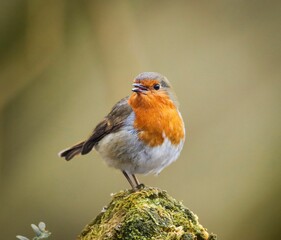 European Robin on a Mossy Branch