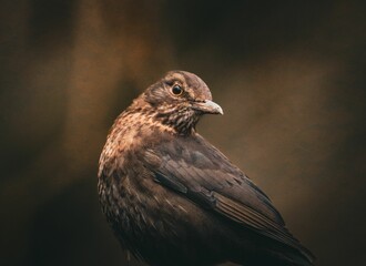 Close-up of a blackbird with detailed feathers.