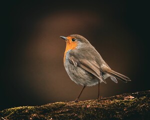 European robin perched on a branch.