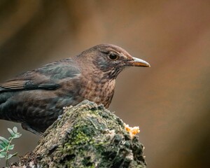 Blackbird perched on a mossy log