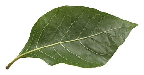 Obraz premium Green leaf with detailed veins, close-up view. Nature and botanical concept
