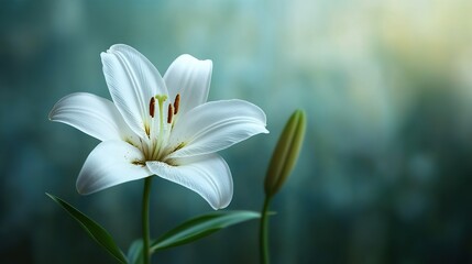 Elegant white lily blossom with a bud against soft background