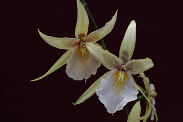 Obraz premium 豪華な花