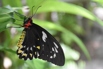 **Close-up of a beautiful butterfly**