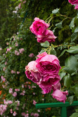 Pink Roses next to a bridge at Monet's Garden in Giverny, France.