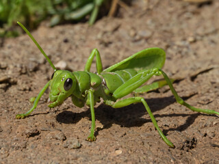 grasshopper on the ground