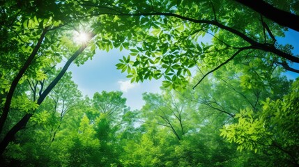 Obraz premium forest green and blue backgrounds