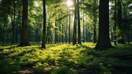 Fototapeta premium trees plants love