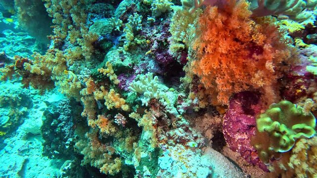 Orange cup corals and a tunicate on a tropical coral reef.