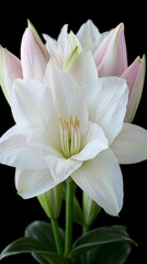 Fototapeta premium Close Up of White Amaryllis Flowers with Pink Hints on a Black Background