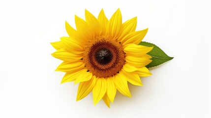 Obraz premium petals sunflower isolated on white