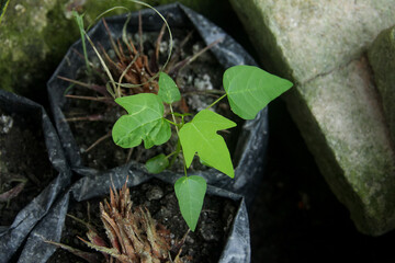 Papaya tree nursery in black polybags with black organic humus soil, small papaya trees in polybags