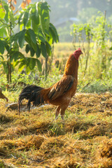 A rooster standing upright in a place filled with straw, a rooster with its mother and chicks looking for natural food