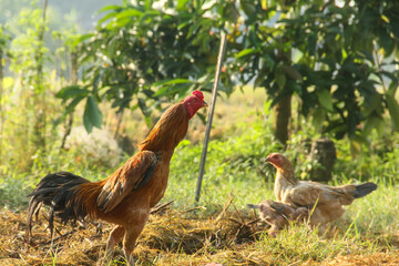 A rooster standing upright in a place filled with straw, a rooster with its mother and chicks looking for natural food