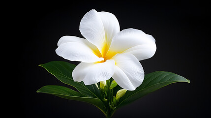  seven son flower's delicate beauty