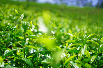 fresh green tea leaves image