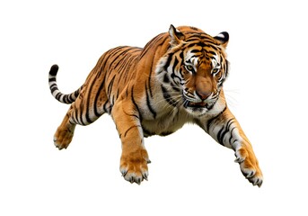 Obraz premium Powerful Tiger in Mid-Leap, Isolated on White