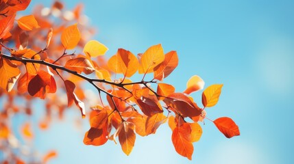 nature fall leaves overlay