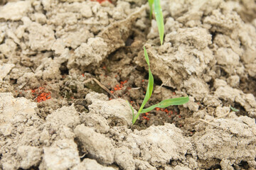 Sweet corn or Zea mays saccharata Sturt, small corn plants that are given fertilizer to help them grow