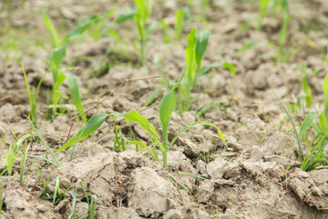 Sweet corn or Zea mays saccharata Sturt, young corn plants in the field, young corn that lives on the surface of fertile soil