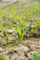 Sweet corn or Zea mays saccharata Sturt, young corn plants in the field, young corn that lives on the surface of fertile soil
