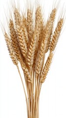 Fototapeta premium Dried Wheat Stalks Bundle on White Background