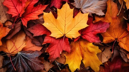 Obraz premium nature leaf