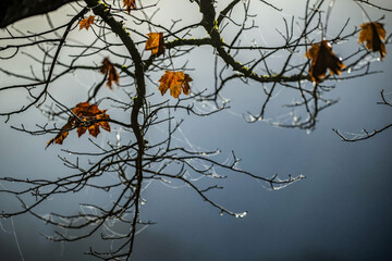 Arbre en automne au lever du jour