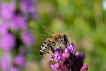 Bee collecting nectar and pollen from purple wildflowers