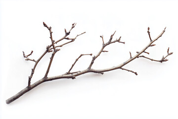 Dry tree branches isolated on white background, top view..